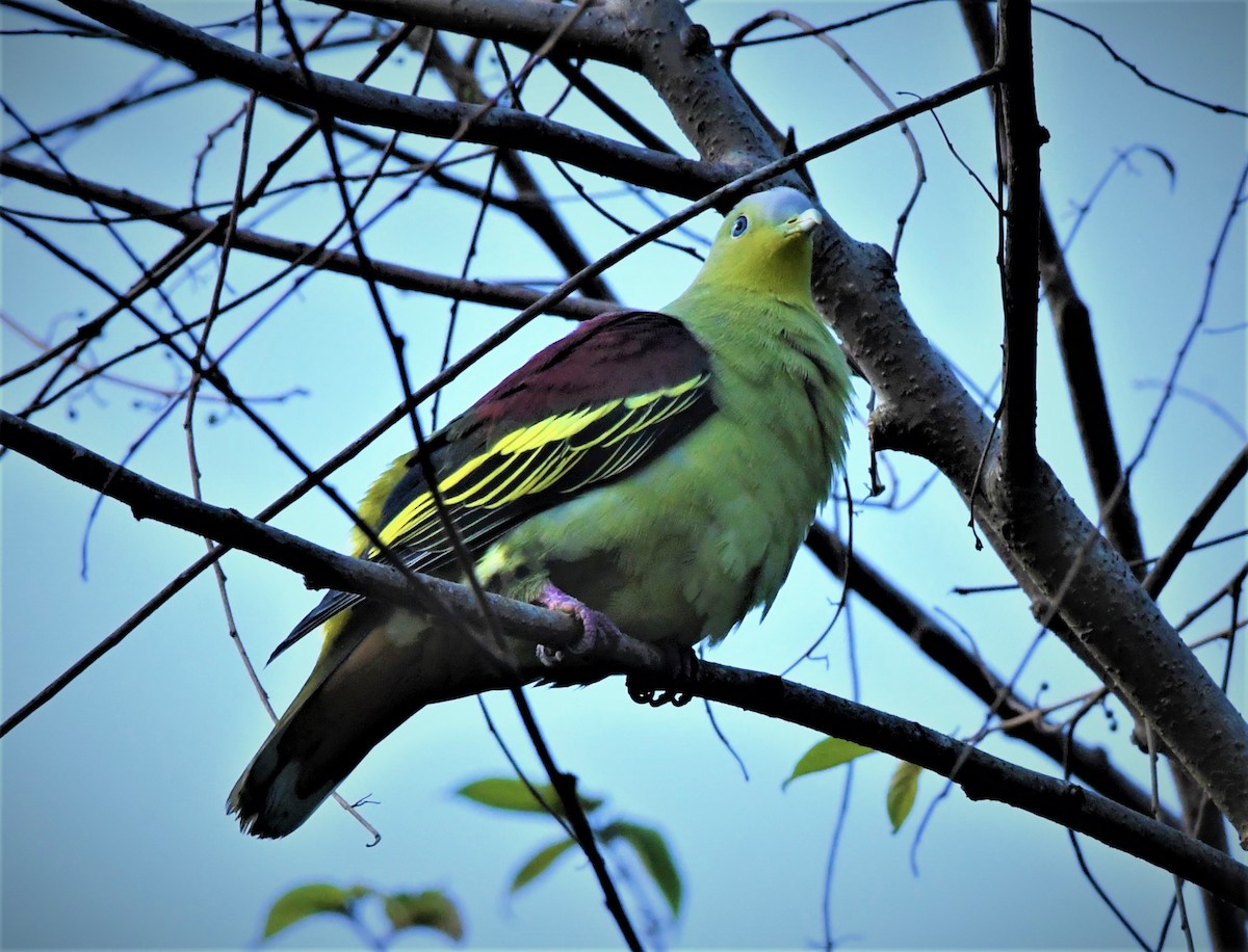 Gray-fronted Green-Pigeon - ML605520201
