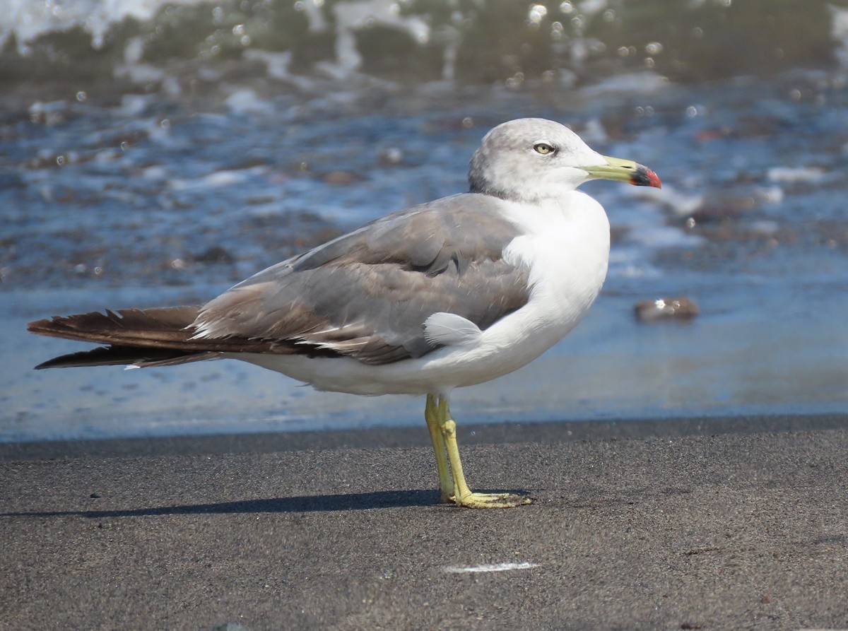 Black-tailed Gull - ML605522331