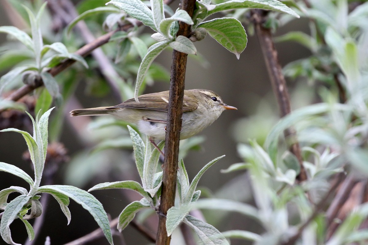 Greenish Warbler - Charley Hesse TROPICAL BIRDING