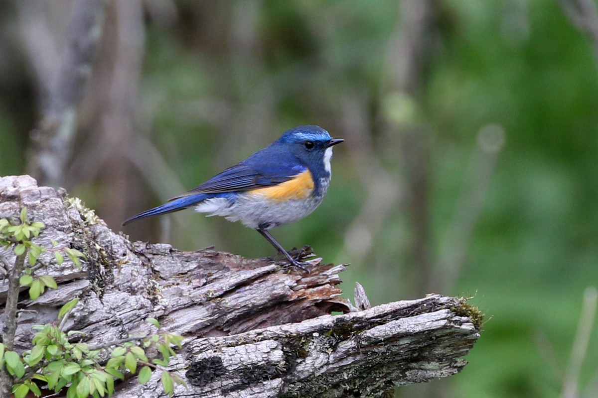 Himalayan Bluetail - Charley Hesse TROPICAL BIRDING