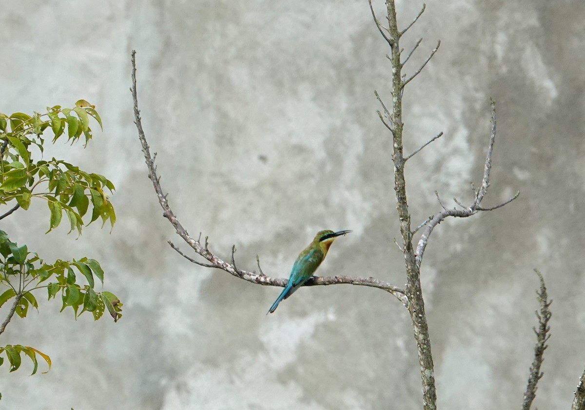 Blue-tailed Bee-eater - ML605527791