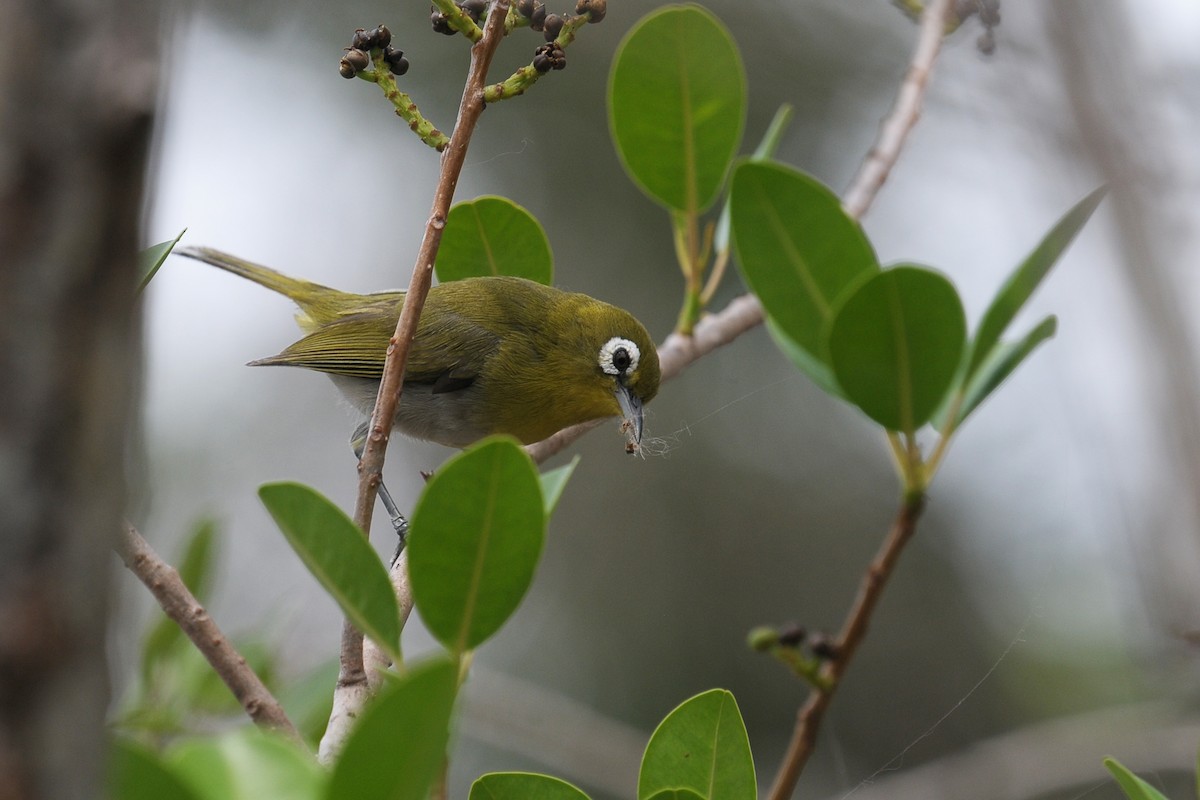 Green-backed White-eye - Vincent PERRIN