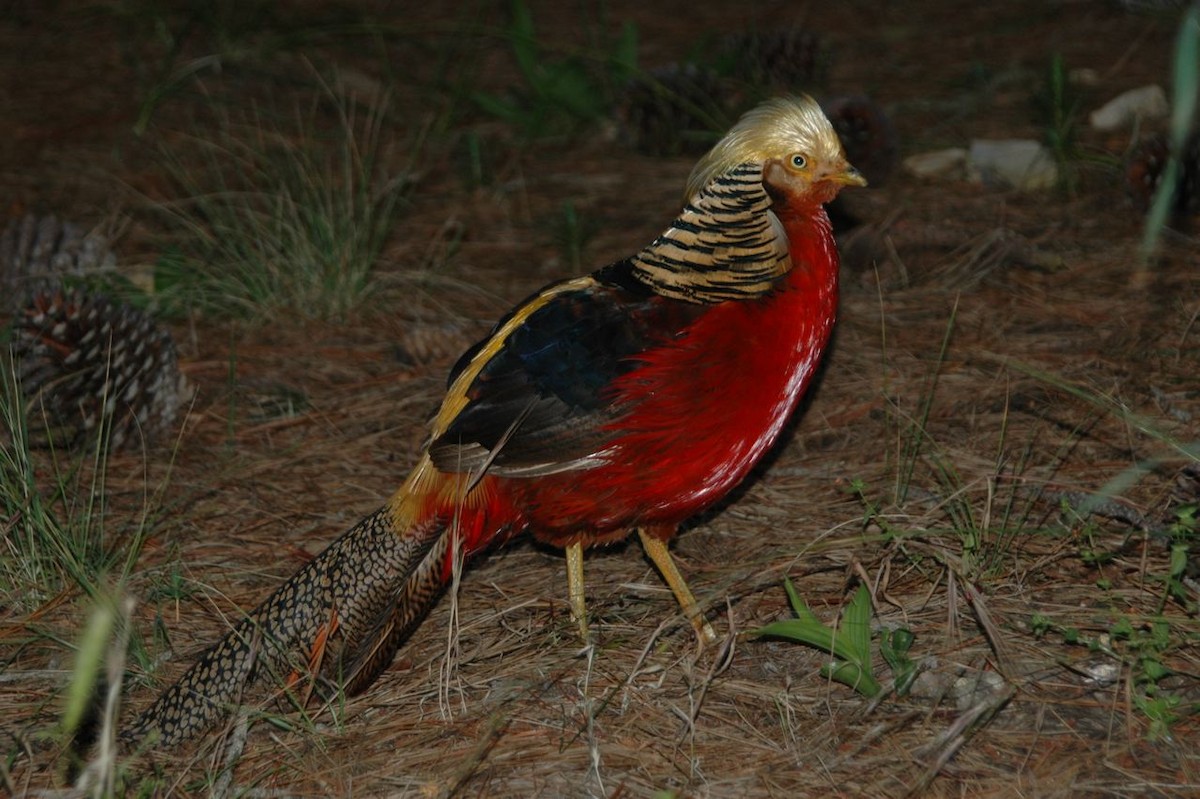 Golden Pheasant - ML605534191