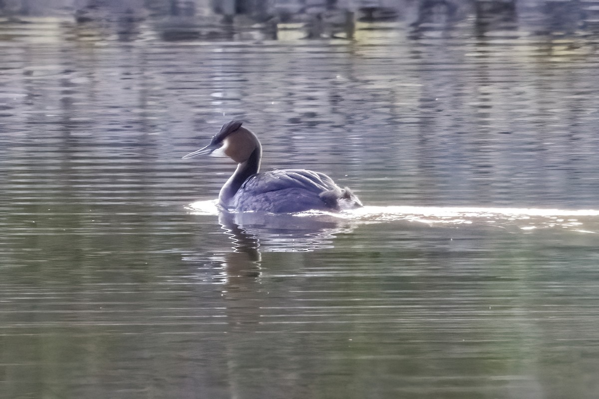 Great Crested Grebe - ML605535961