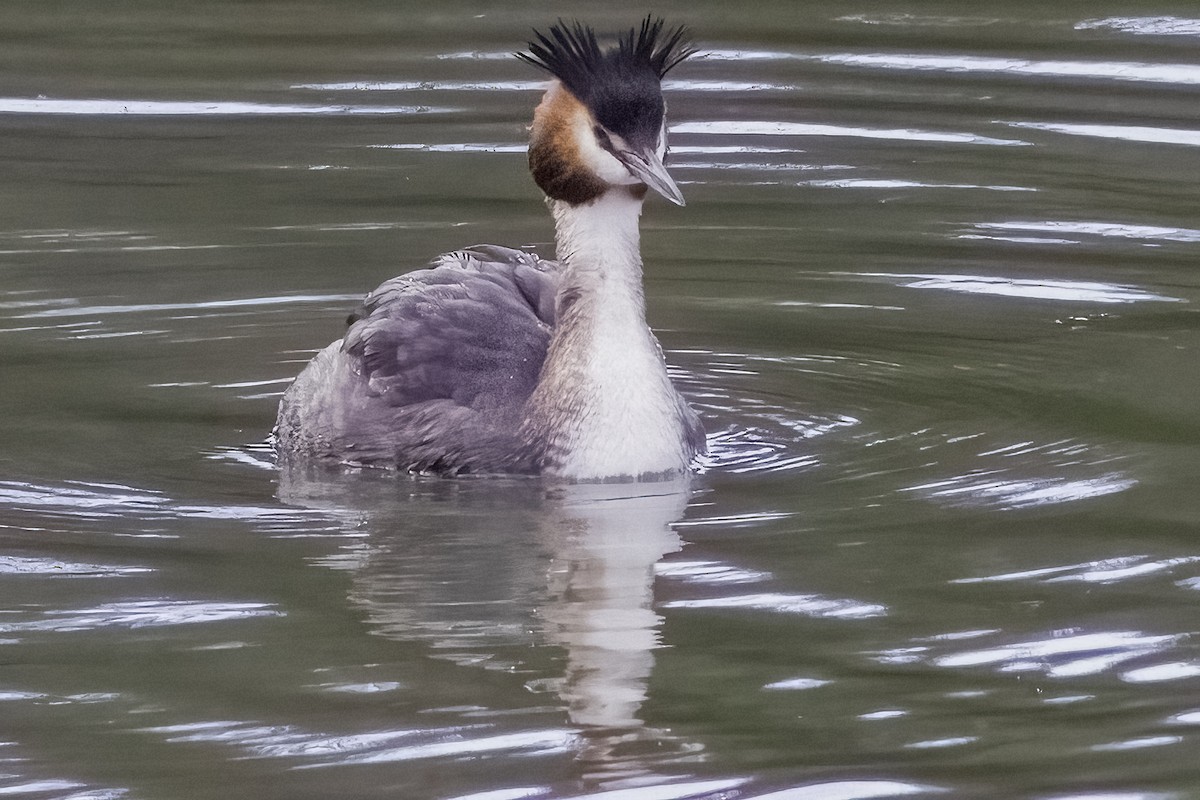 Great Crested Grebe - ML605536071