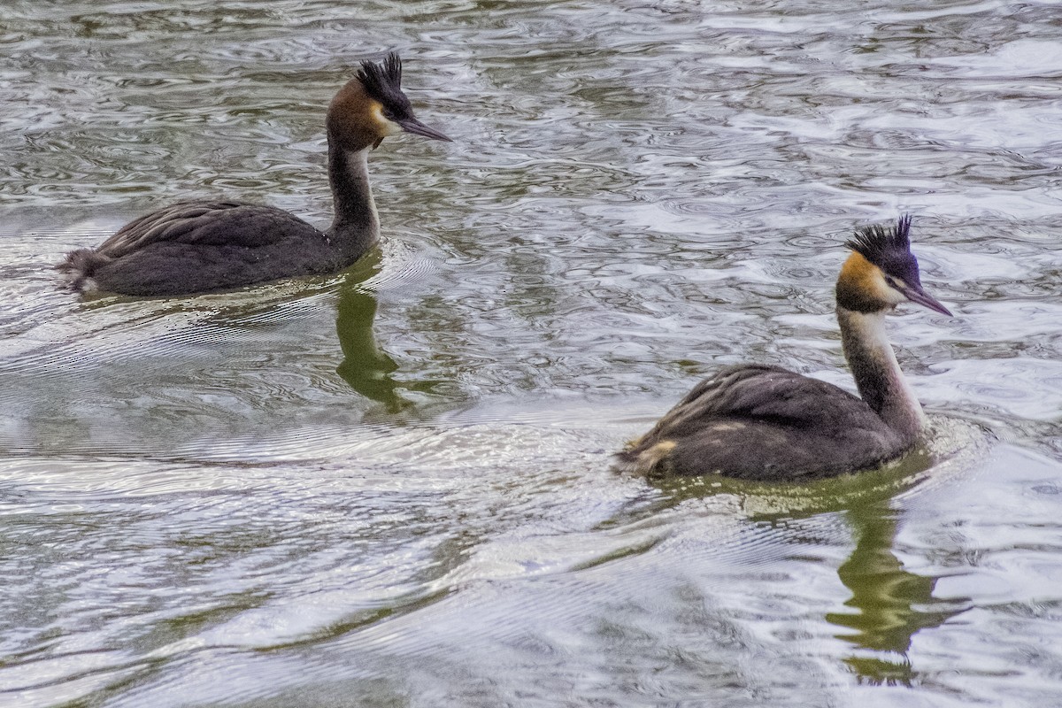 Great Crested Grebe - ML605536251