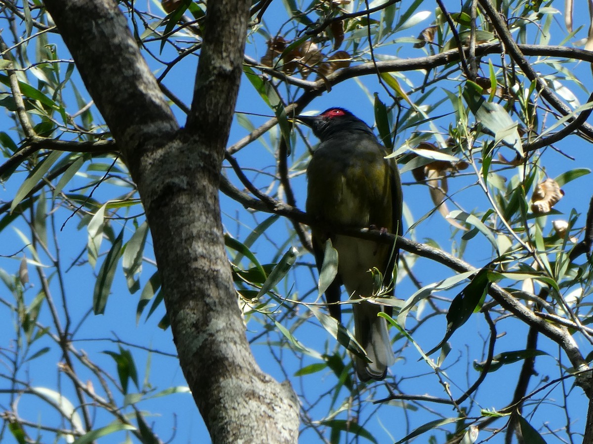 Australasian Figbird - ML605539331