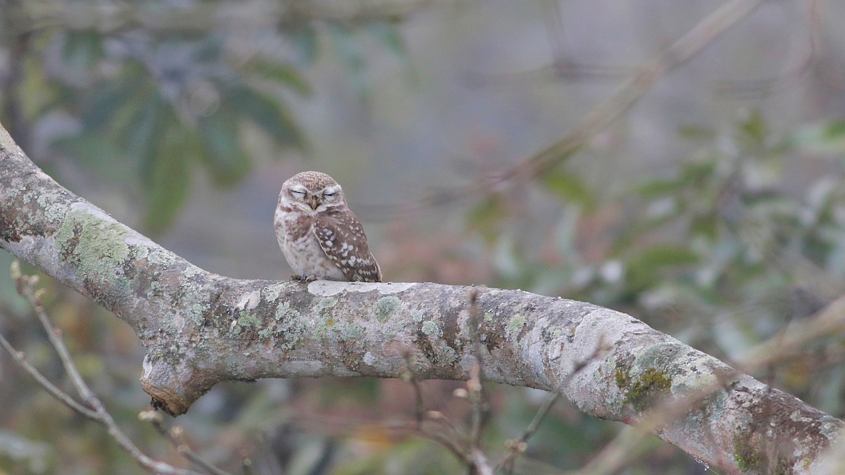 Spotted Owlet - ML605544151