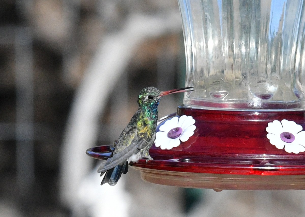 Broad-billed Hummingbird - Gary Yoder