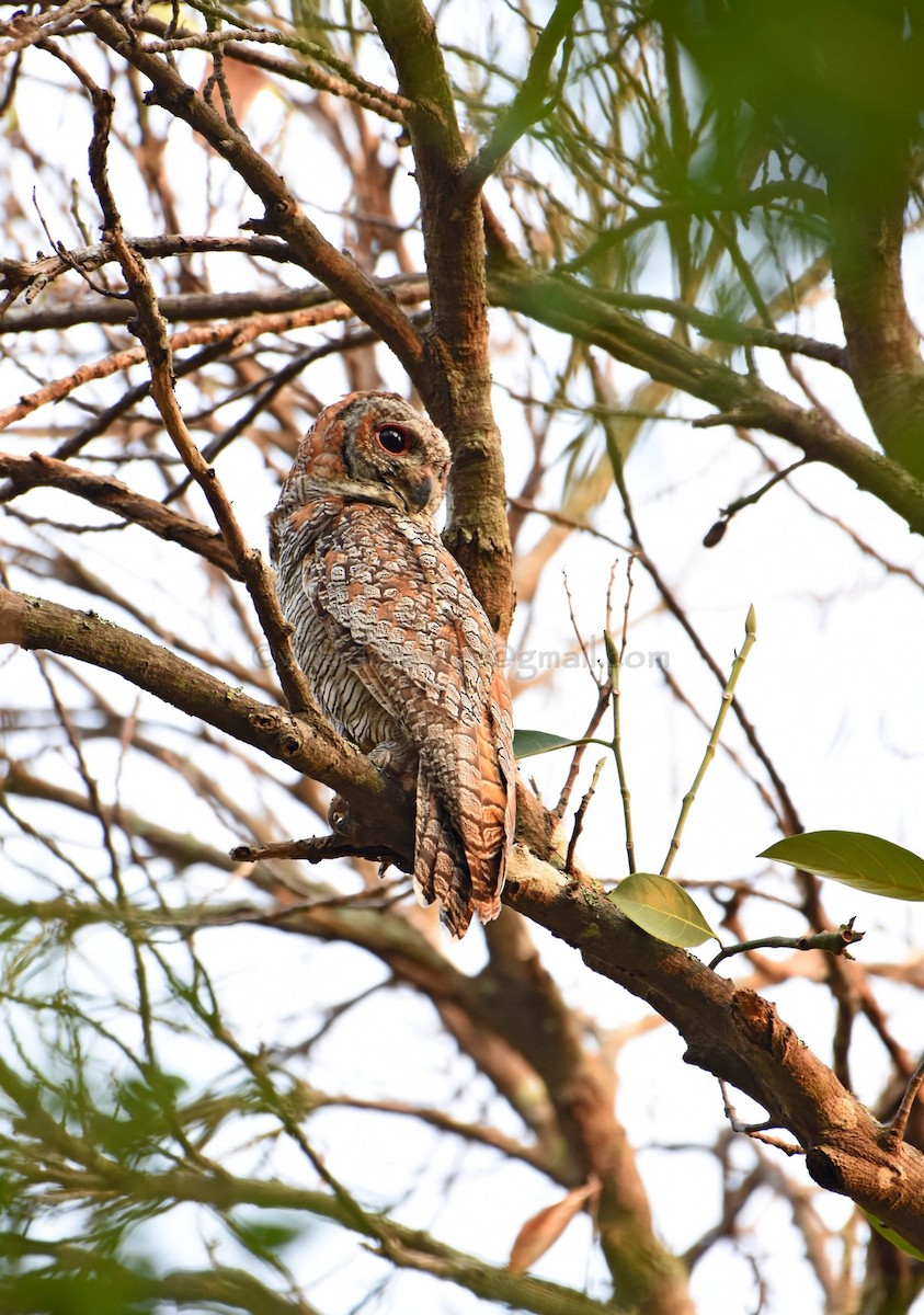 Mottled Wood-Owl - Rajesh Radhakrishnan