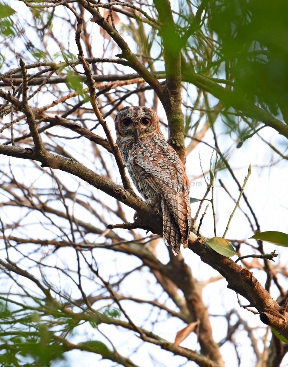 Mottled Wood-Owl - Rajesh Radhakrishnan