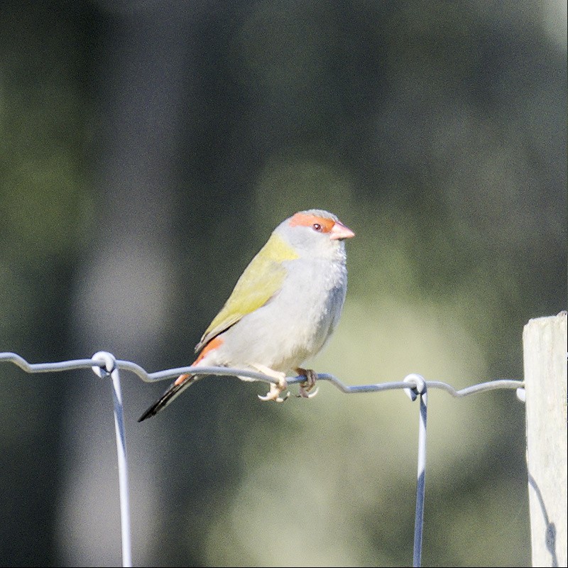 Red-browed Firetail - ML605564231