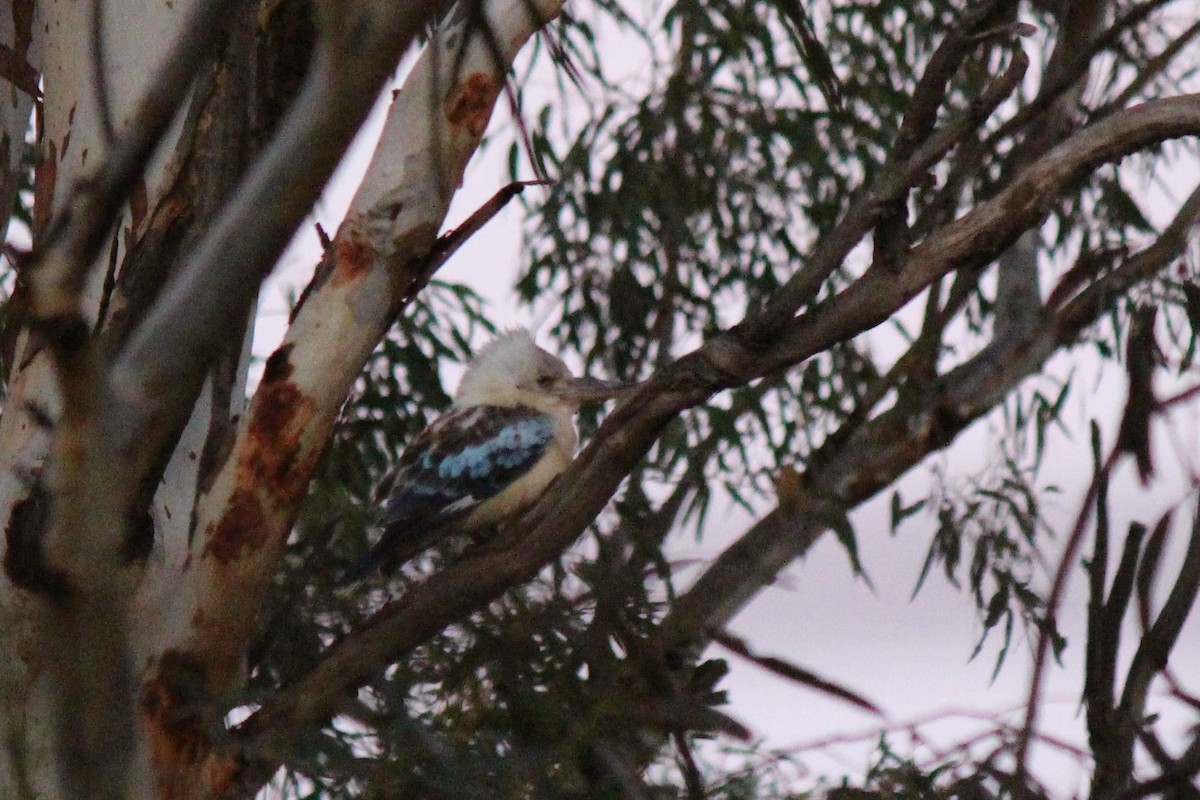 Blue-winged Kookaburra - Jeremy Lindsell