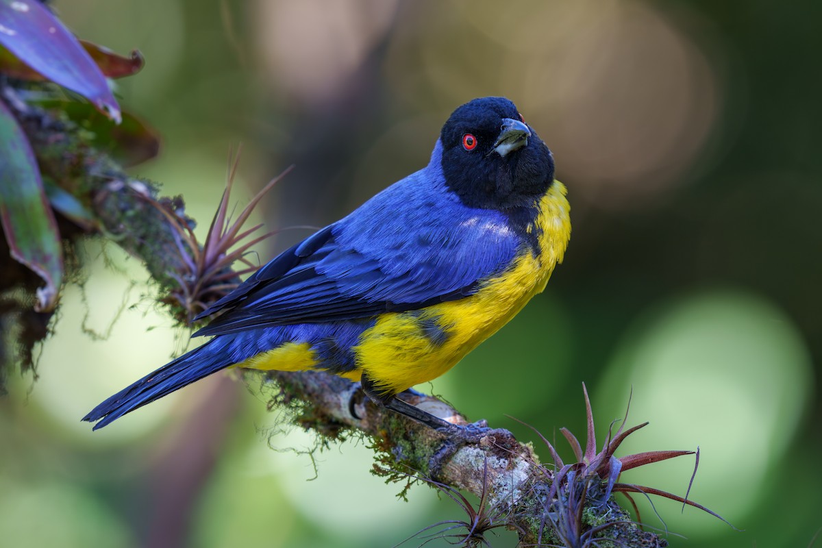Hooded Mountain Tanager - ML605566861