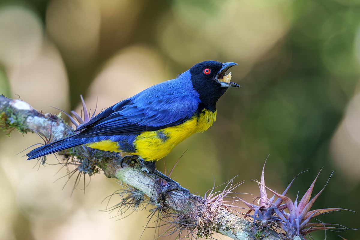 Hooded Mountain Tanager - ML605566871