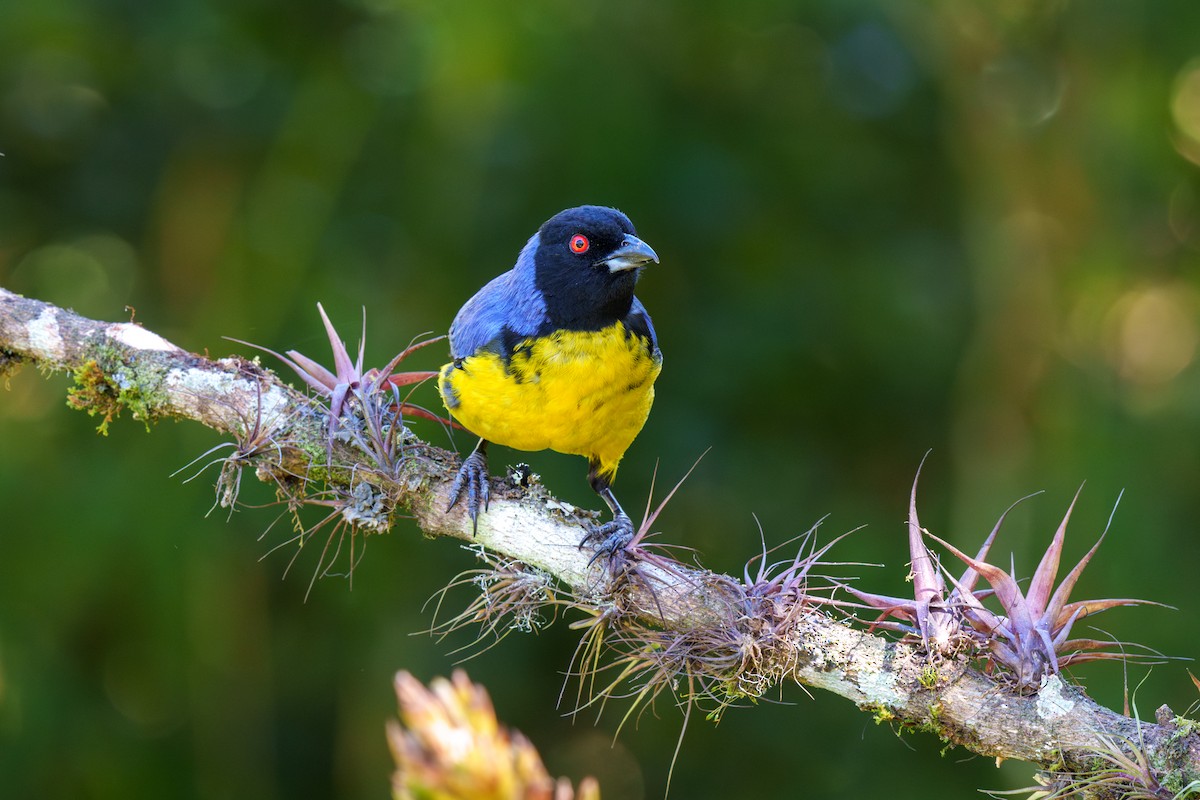 Hooded Mountain Tanager - ML605566891