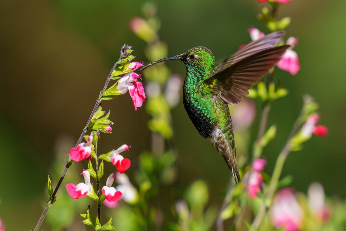 kolibřík aksamitový - ML605569051