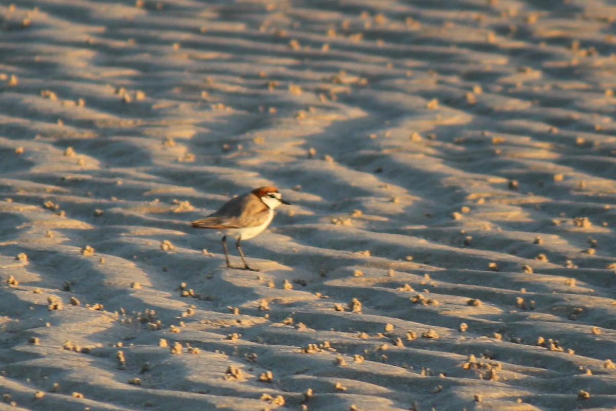 Red-capped Plover - ML605569201