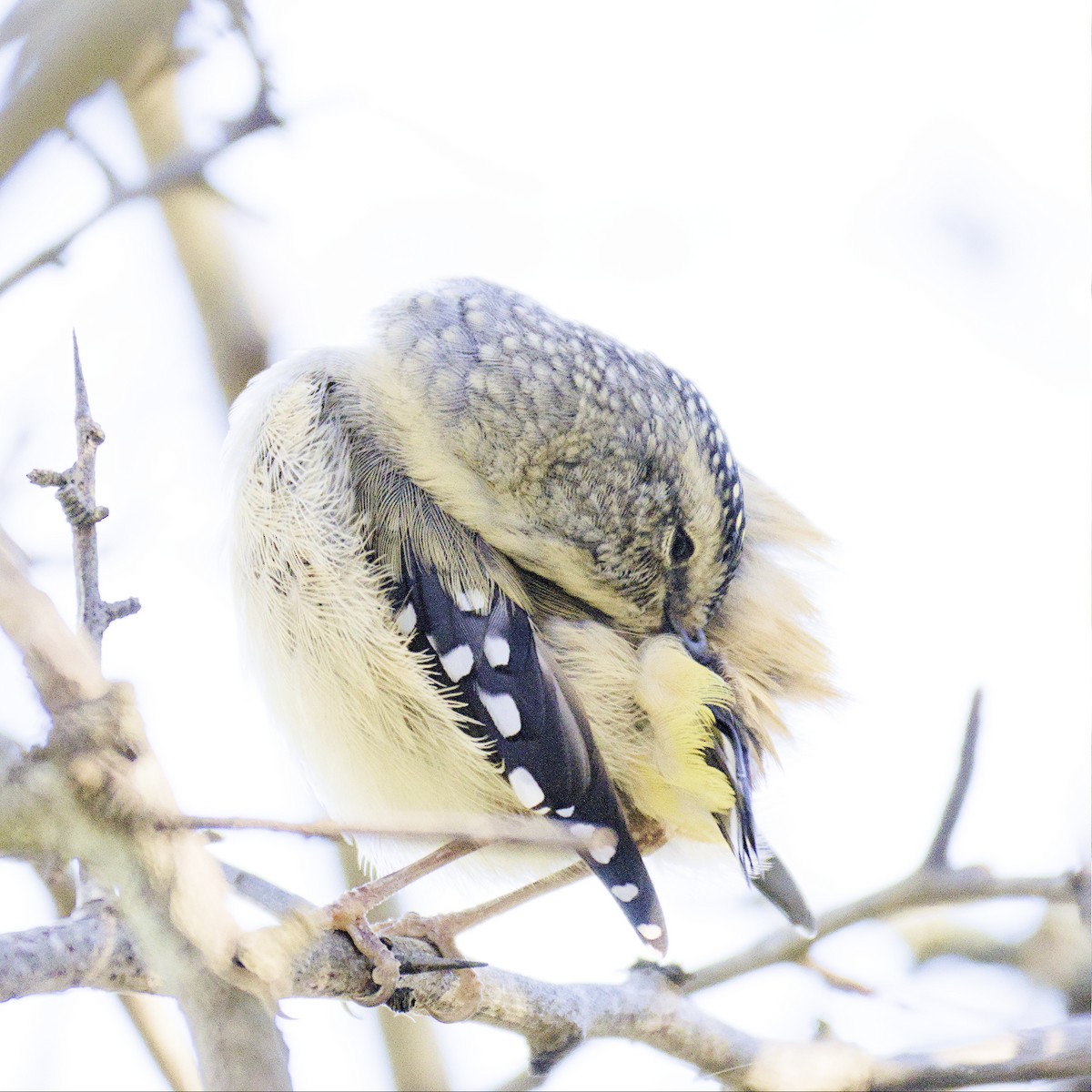 Spotted Pardalote - ML605570971