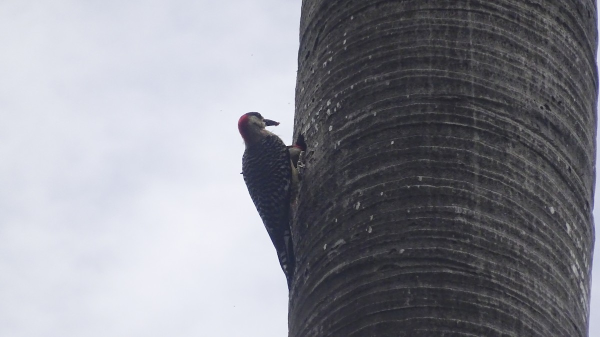 West Indian Woodpecker - ML605573331