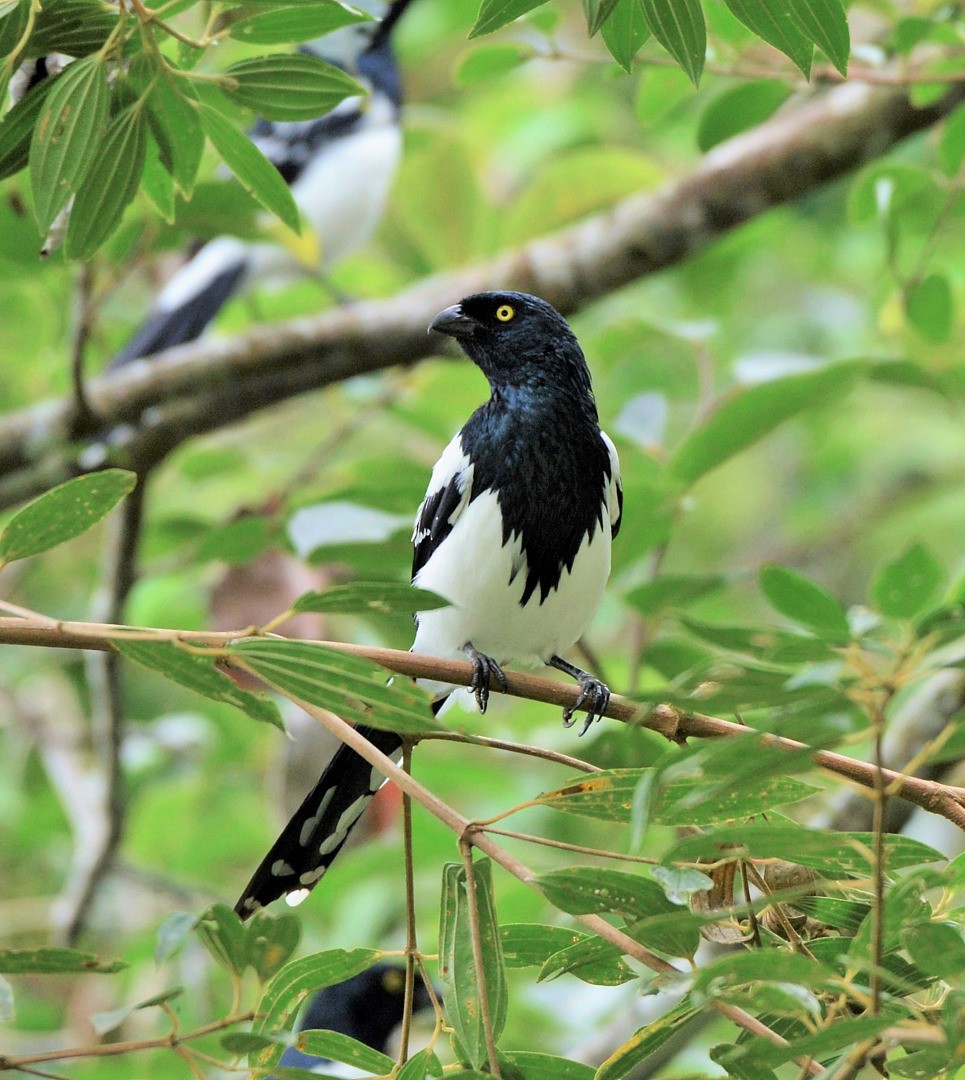 Magpie Tanager - ML605574831