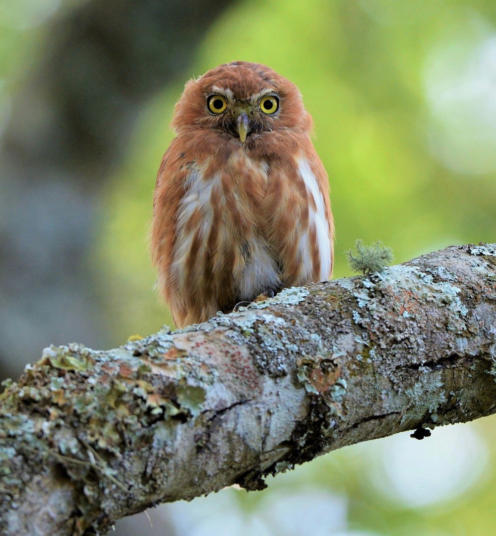 Ferruginous Pygmy-Owl - ML605579061