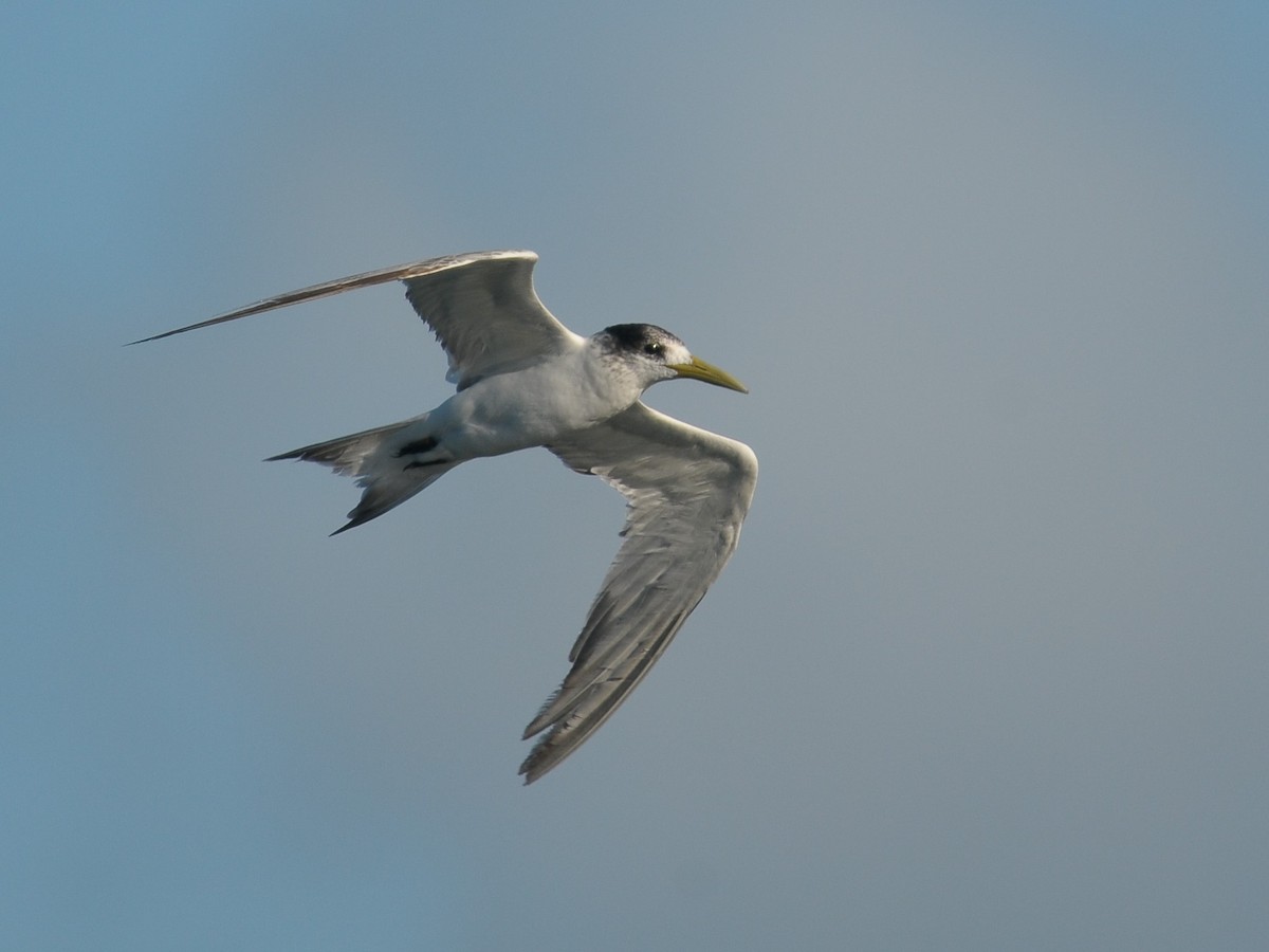 Great Crested Tern - ML605579671
