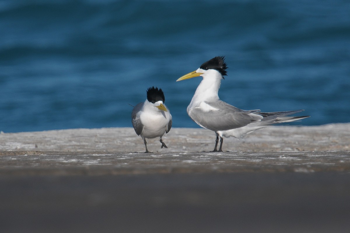 Great Crested Tern - ML605579731