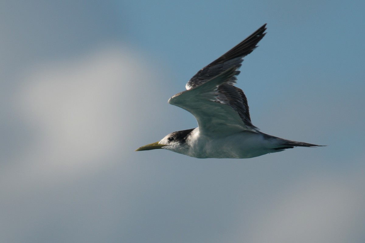 Great Crested Tern - ML605584441