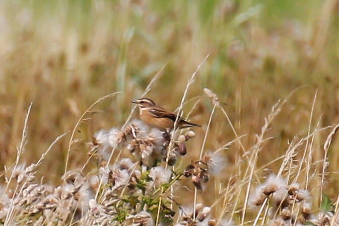 Whinchat - ML605584521