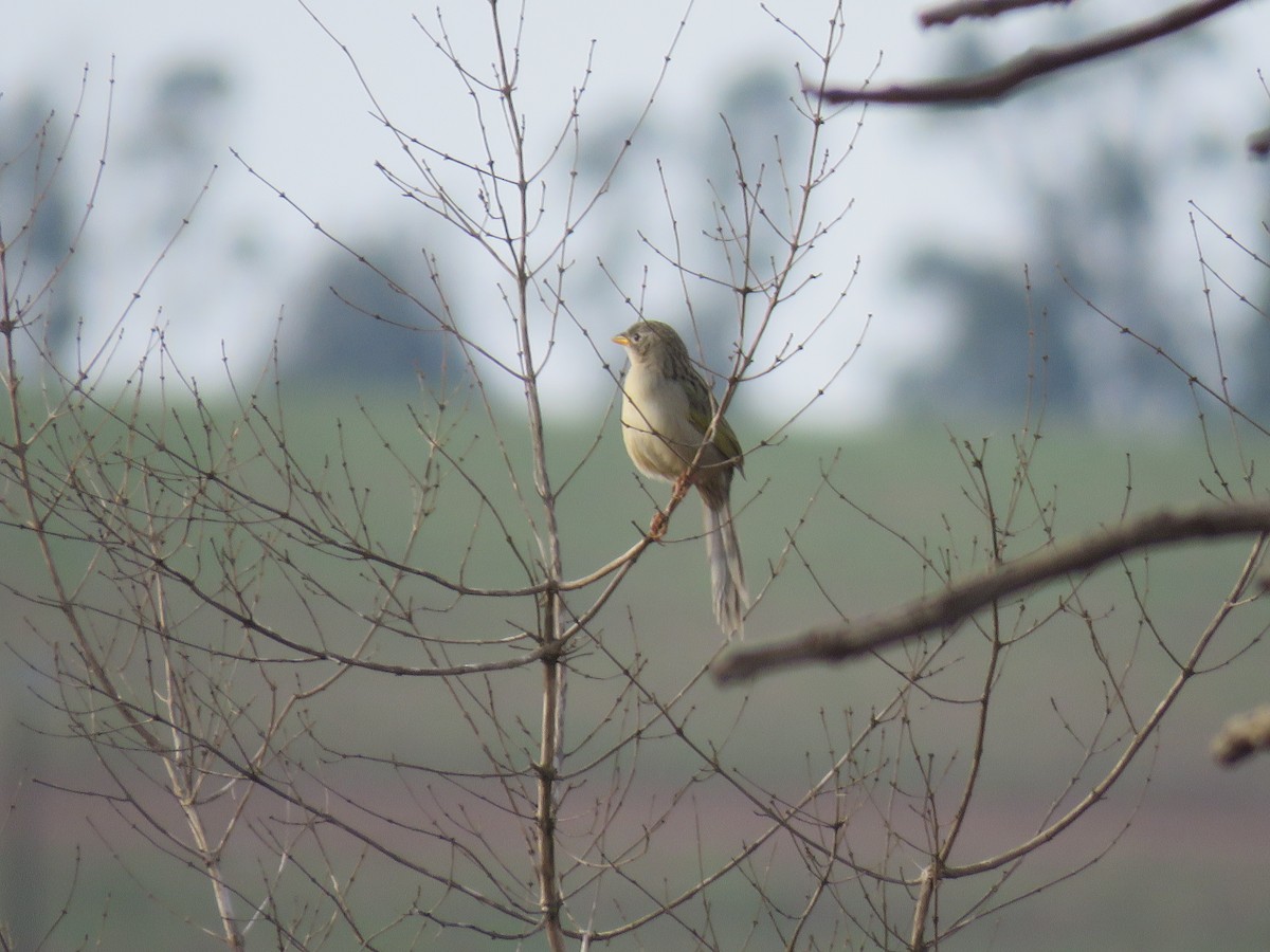 Wedge-tailed Grass-Finch - ML605587341