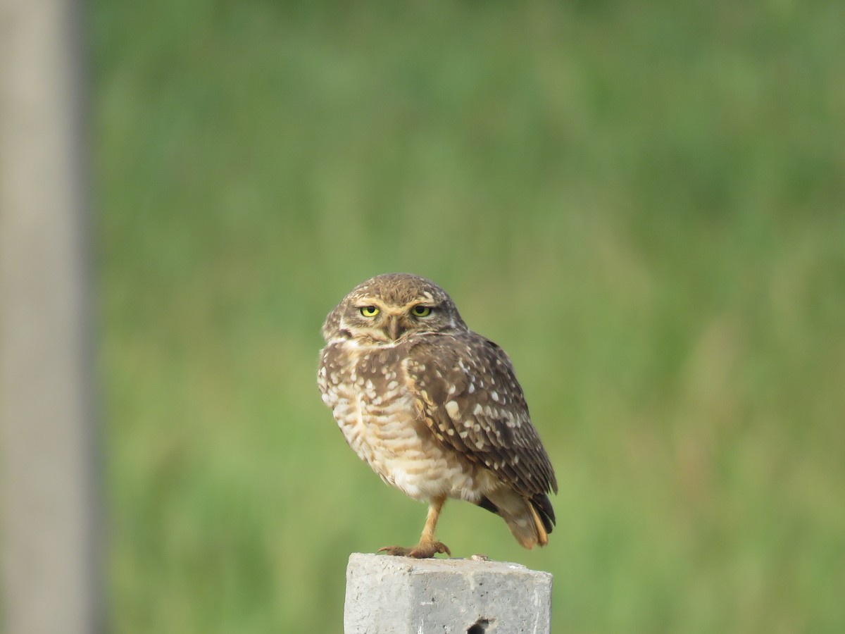 Burrowing Owl - ML605587411