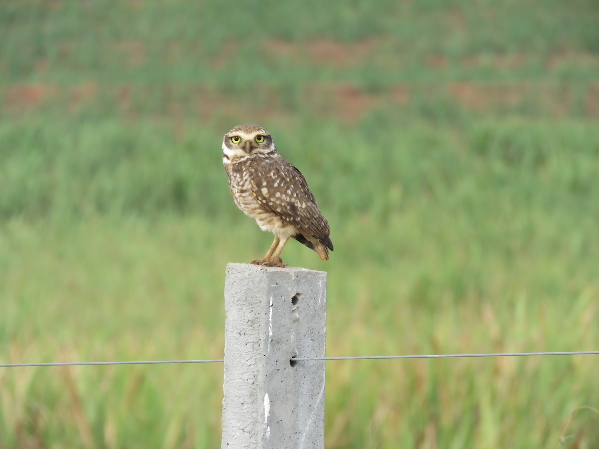 Burrowing Owl - ML605587441