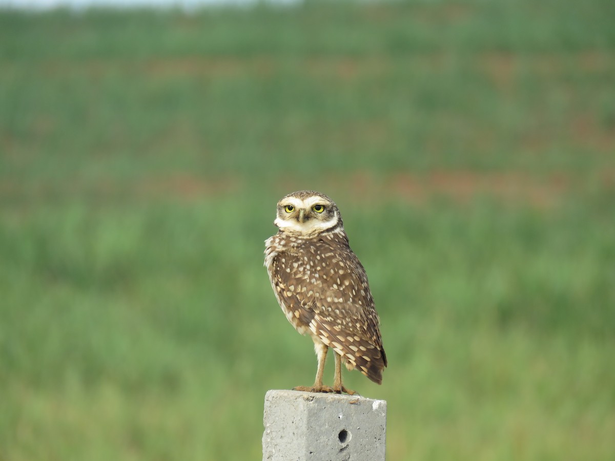 Burrowing Owl - ML605587461