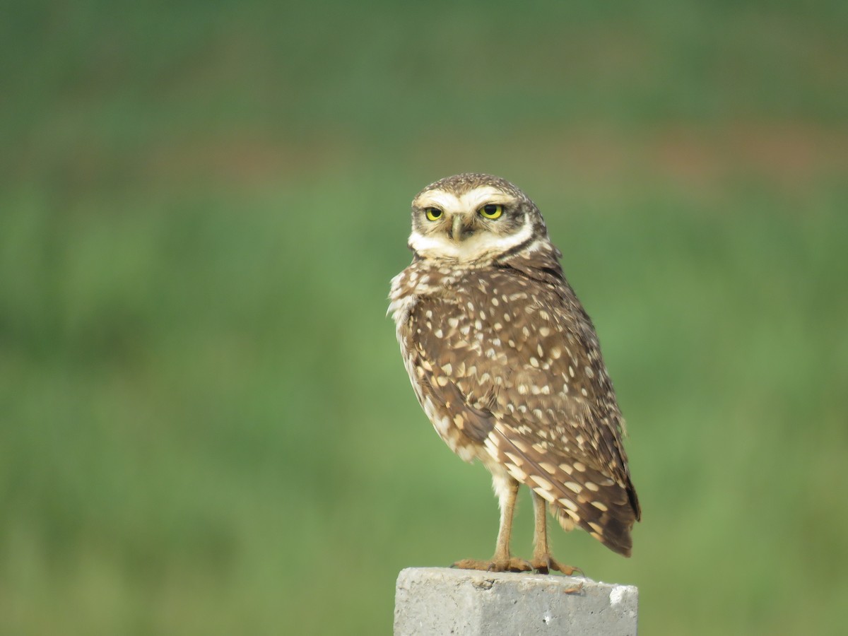 Burrowing Owl - ML605587551