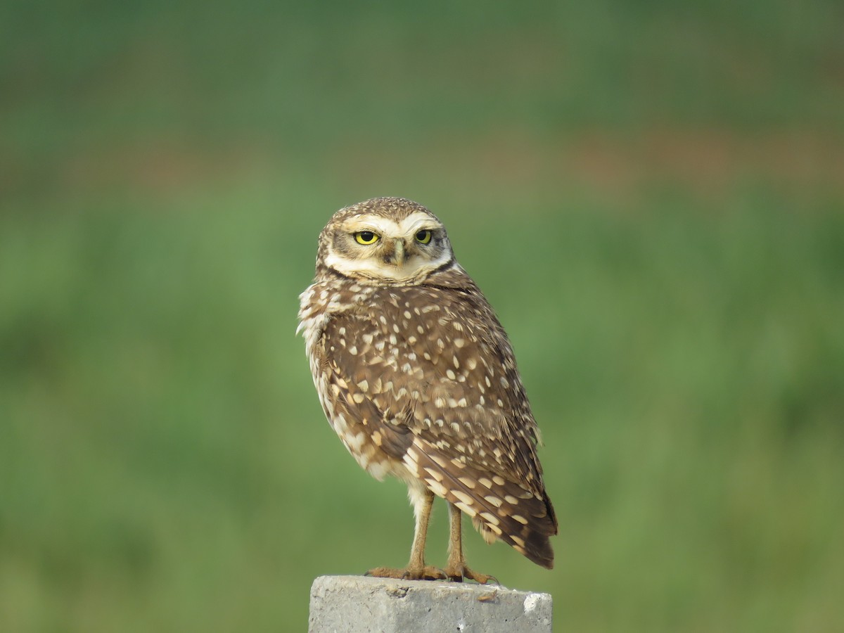 Burrowing Owl - ML605587571
