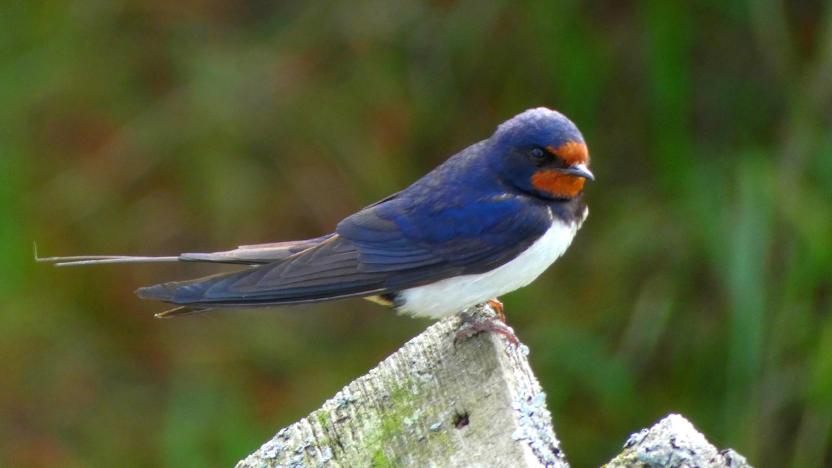 Barn Swallow (White-bellied) - ML605587931