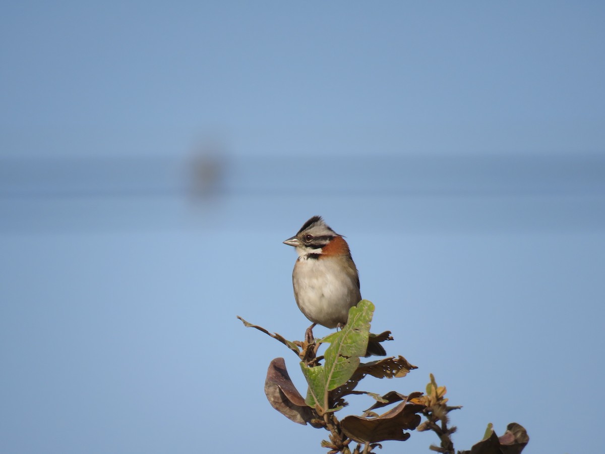 Rufous-collared Sparrow - ML605588121
