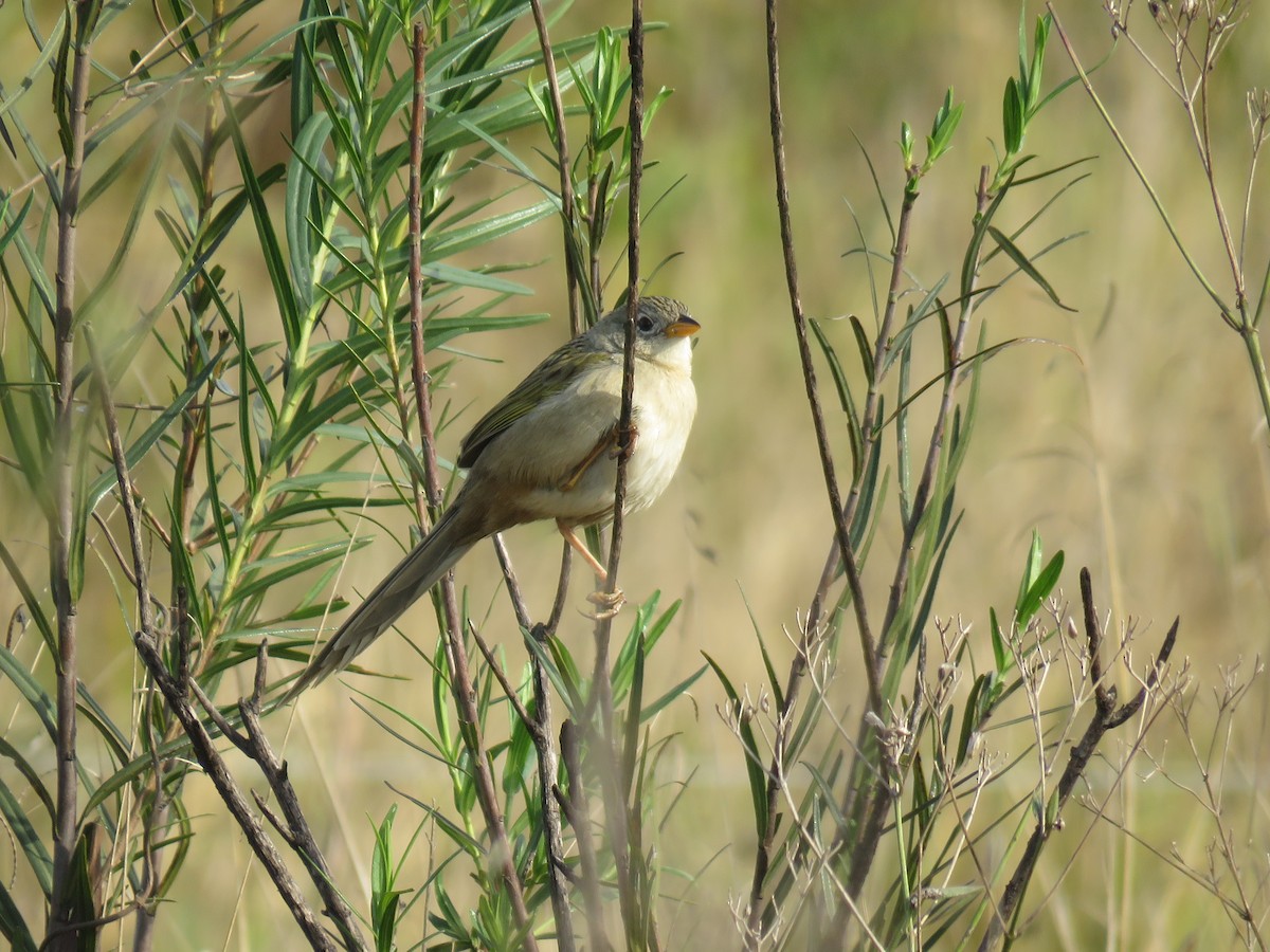Wedge-tailed Grass-Finch - ML605588501