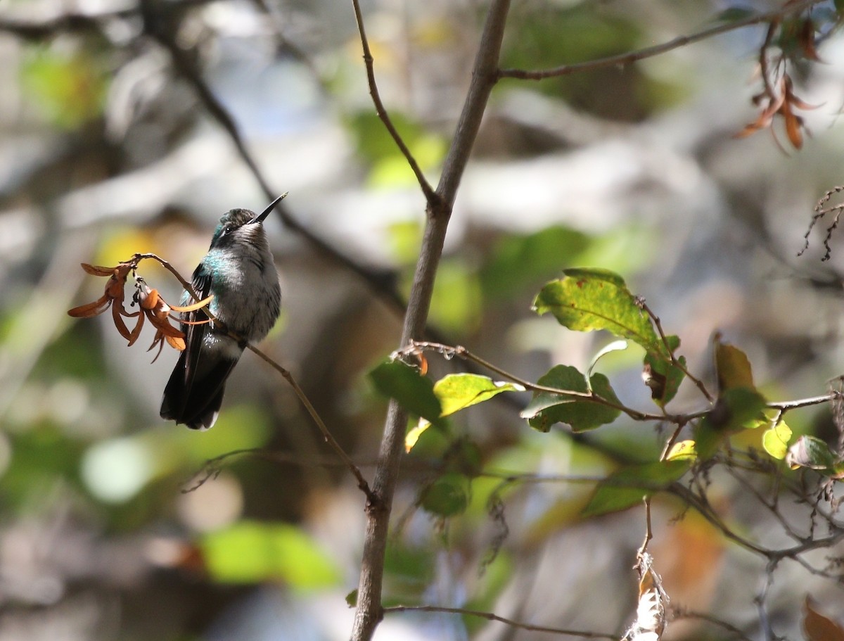 White-bellied Hummingbird - ML605589241