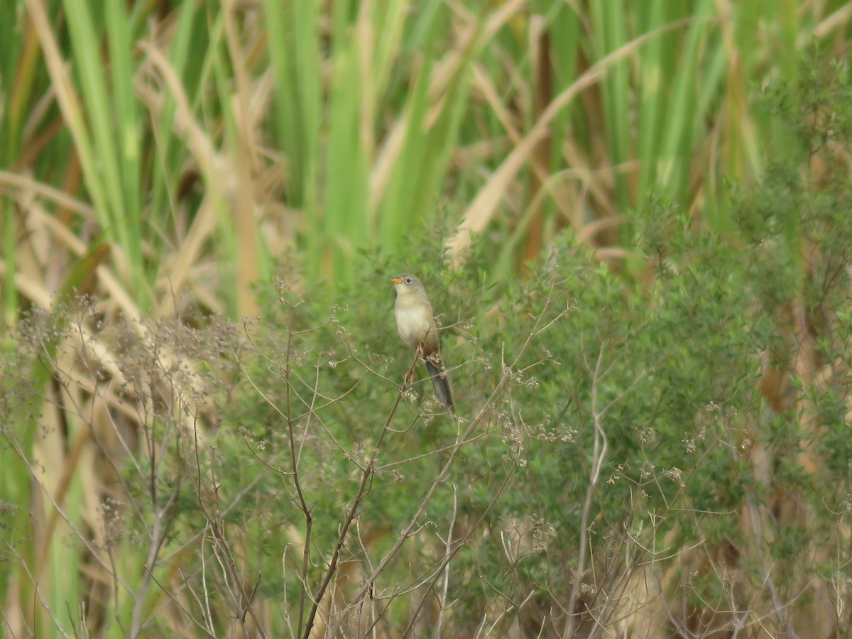 Wedge-tailed Grass-Finch - ML605590361