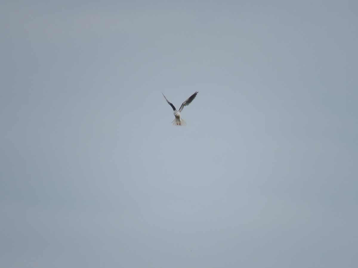 White-tailed Kite - ML605590391