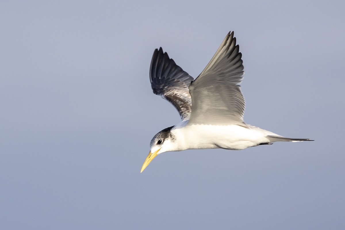 Great Crested Tern - ML605592431