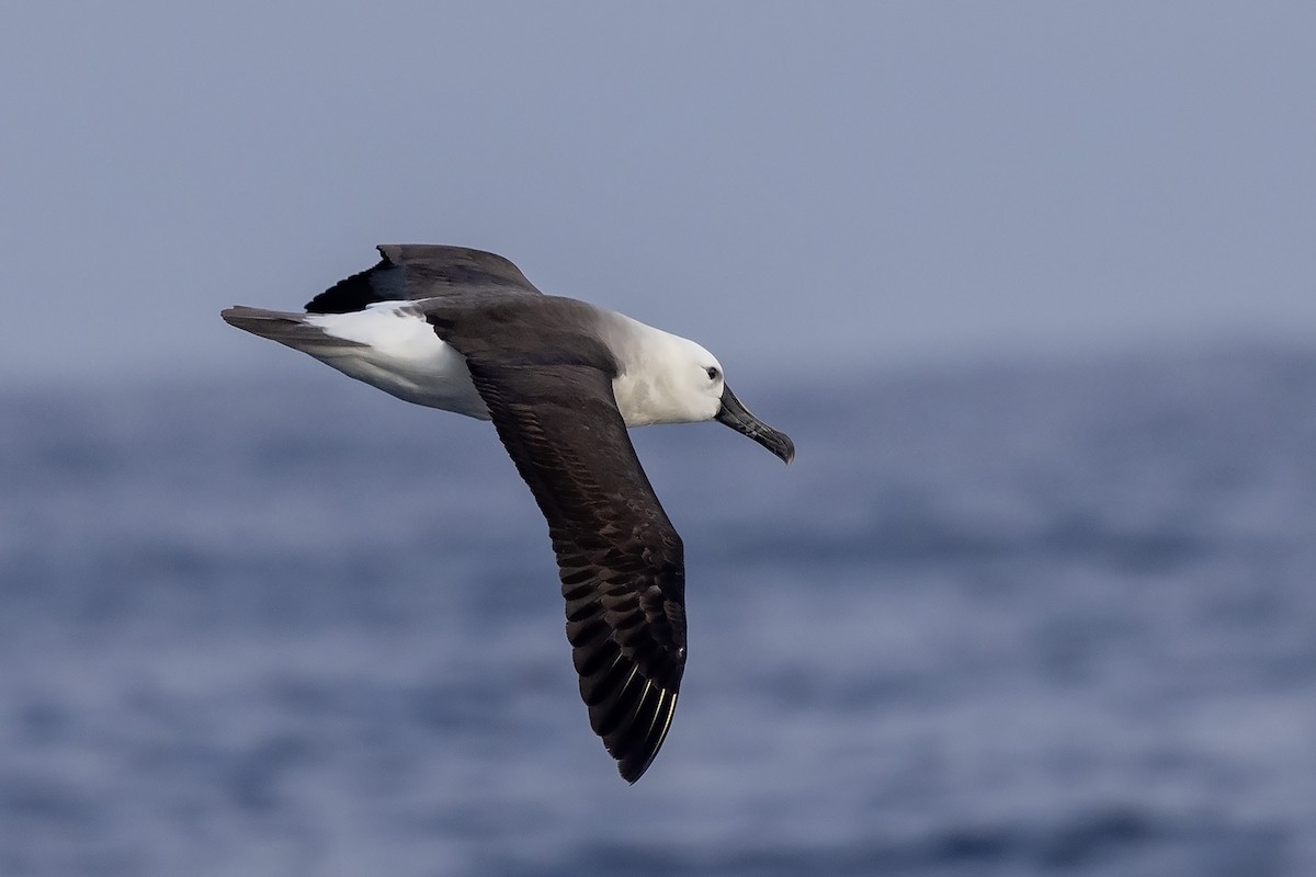 Albatros à nez jaune (chlororhynchos) - ML605592441