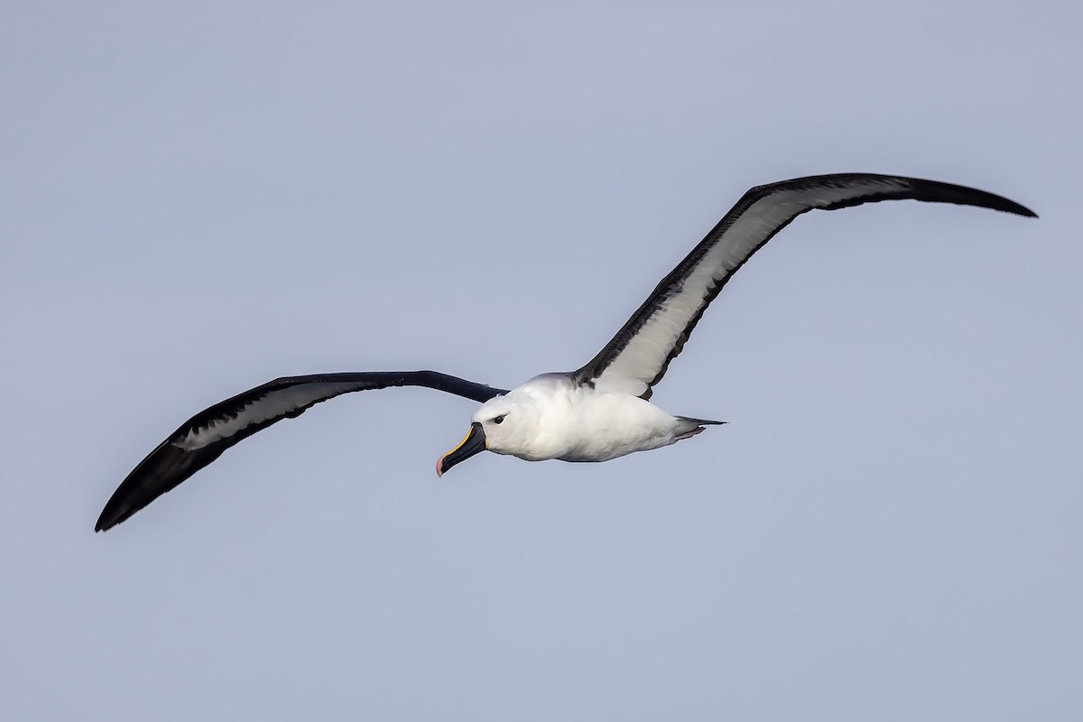 Yellow-nosed Albatross (Indian) - ML605592451