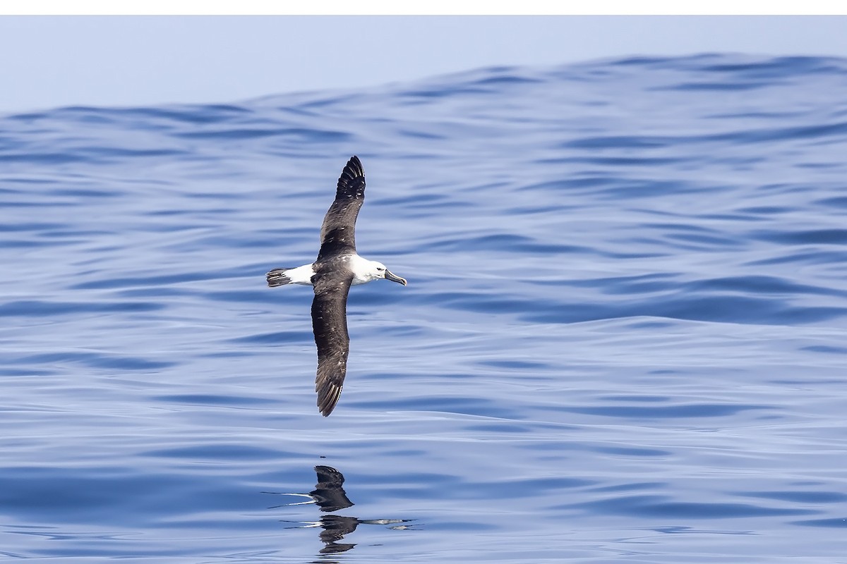 Indian Yellow-nosed Albatross - ML605592461