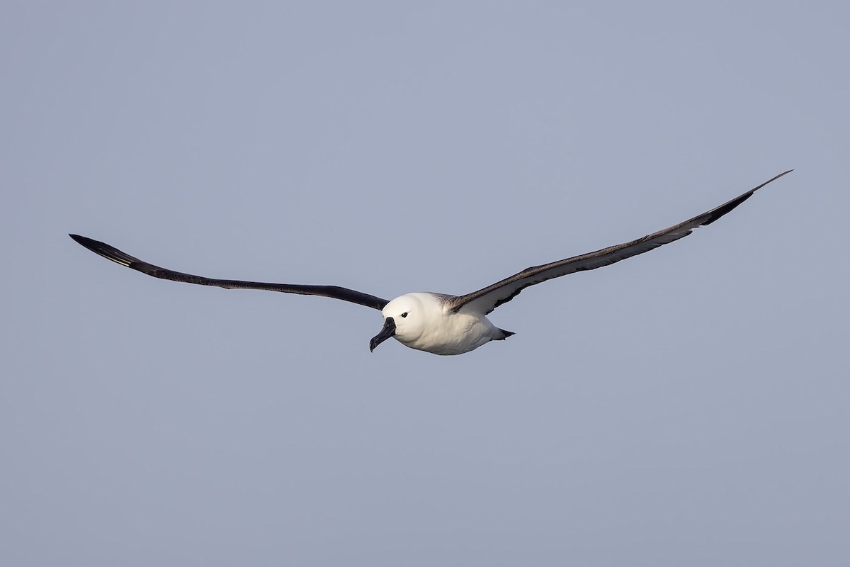 Albatros à nez jaune (carteri) - ML605592471