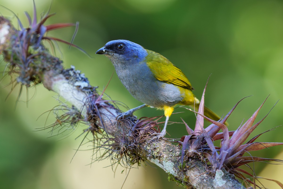 Blue-capped Tanager - ML605596151