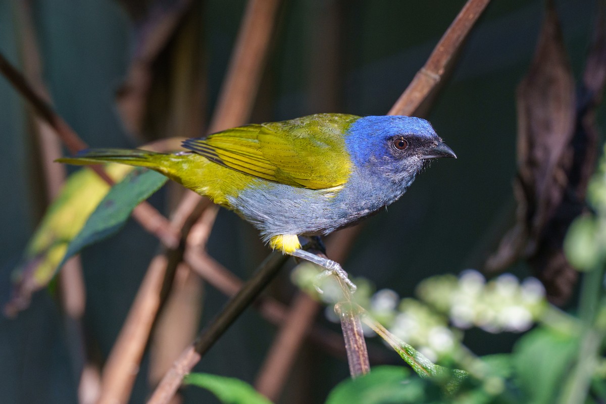 Blue-capped Tanager - ML605596161