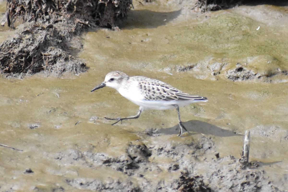 Semipalmated Sandpiper - CAITLYN Cooper